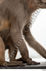 Arm Monkey Animal photo references